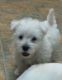 West Highland White Terrier Puppies for sale in Birmingham, AL, USA. price: $500