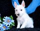 West Highland White Terrier Puppies for sale in Minneapolis, MN, USA. price: $500