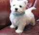 West Highland White Terrier Puppies for sale in Houston, TX, USA. price: $600