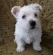 West Highland White Terrier Puppies for sale in Metairie, LA, USA. price: $500