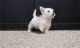 West Highland White Terrier Puppies for sale in Coram, NY, USA. price: $500