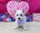 West Highland White Terrier Puppies for sale in Bloomington, IN, USA. price: $500