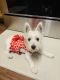 West Highland White Terrier Puppies for sale in Pflugerville, TX, USA. price: $960