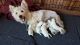 West Highland White Terrier Puppies for sale in Morrison, TN 37357, USA. price: $1,000