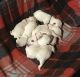 West Highland White Terrier Puppies for sale in Buffalo, NY, USA. price: $750