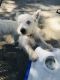 West Highland White Terrier Puppies for sale in Clarence, NY, USA. price: $800