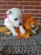 West Highland White Terrier Puppies for sale in Nathalie, VA 24577, USA. price: $700