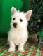 West Highland White Terrier Puppies for sale in Bethany, LA 71007, USA. price: $500