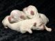 West Highland White Terrier Puppies for sale in Houston, TX, USA. price: $1,500