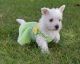 West Highland White Terrier Puppies for sale in Peachtree City, GA, USA. price: $400