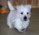 West Highland White Terrier Puppies for sale in Sun City, AZ, USA. price: NA