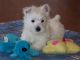 West Highland White Terrier Puppies for sale in Peachtree City, GA, USA. price: $500