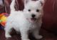 West Highland White Terrier Puppies for sale in Knoxville, TN, USA. price: $500