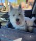 West Highland White Terrier Puppies for sale in Grand Junction, CO, USA. price: $1,500