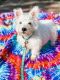 West Highland White Terrier Puppies for sale in 161 Kristen Ln, Suffolk, VA 23434, USA. price: $2,500