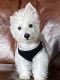 West Highland White Terrier Puppies for sale in Streetsboro, OH, USA. price: $800
