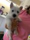 West Highland White Terrier Puppies for sale in Millersville, MD, USA. price: $1,200