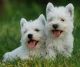 West Highland White Terrier Puppies for sale in Rockingham, NC 28379, USA. price: $585