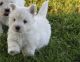 West Highland White Terrier Puppies for sale in Augusta, GA, USA. price: $700