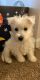West Highland White Terrier Puppies for sale in Junction City, KS 66441, USA. price: $800