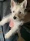 West Highland White Terrier Puppies for sale in Glastonbury, CT, USA. price: $2,300
