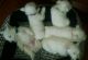 West Highland White Terrier Puppies for sale in AR-141, Jonesboro, AR, USA. price: $1,850