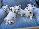 West Highland White Terrier Puppies for sale in Brownsburg, IN 46112, USA. price: $950