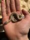 Western Hognose Snake Reptiles for sale in 13602 Stumptown Rd, Huntersville, NC 28078, USA. price: $350