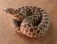Western Hognose Snake Reptiles for sale in Glasgow, Glasgow, Glasgow City, UK. price: 850 GBP