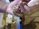 Western Hognose Snake Reptiles
