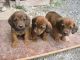 Westphalian Dachsbracke Puppies for sale in Alderson, WV 24910, USA. price: NA
