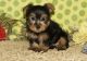 Westphalian Dachsbracke Puppies for sale in 31792 Coast Hwy, Laguna Beach, CA 92651, USA. price: NA