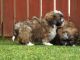 Wetterhoun Puppies