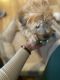 Wheaten Terrier Puppies for sale in 177-34 Baisley Blvd, Jamaica, NY 11434, USA. price: $1,500