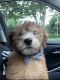 Wheaten Terrier Puppies for sale in Fort Lauderdale, FL, USA. price: $1,500