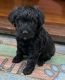 Wheaten Terrier Puppies for sale in Lake Forest, CA, USA. price: $1,500