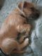 Wheaten Terrier Puppies for sale in San Antonio, TX, USA. price: $150