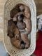 Wheaten Terrier Puppies for sale in 52 Moss St, New Bedford, MA 02744, USA. price: $1,800