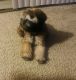Wheaten Terrier Puppies for sale in STUYVSNT PLZ, NY 12203, USA. price: NA