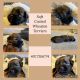 Wheaten Terrier Puppies for sale in Port Charlotte, FL, USA. price: NA