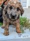 Wheaten Terrier Puppies for sale in Grand Forks, BC V0H, Canada. price: $800