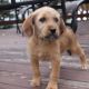 Wheaten Terrier Puppies for sale in Canton, OH, USA. price: NA