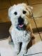 Wheaten Terrier Puppies for sale in 10845 E Ravenna Ave, Mesa, AZ 85212, USA. price: $1,800