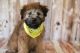 Wheaten Terrier Puppies for sale in Commerce City, CO, USA. price: NA