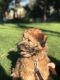 Wheaten Terrier Puppies for sale in San Diego, CA, USA. price: NA