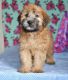 Wheaten Terrier Puppies for sale in Riverhead, NY 11901, USA. price: $1,550