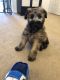 Wheaten Terrier Puppies for sale in Richmond, IN 47374, USA. price: NA