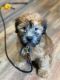 Wheaten Terrier Puppies for sale in Morristown, NJ 07960, USA. price: NA