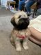 Wheaten Terrier Puppies for sale in Westerville, OH, USA. price: $3