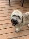 Wheaten Terrier Puppies for sale in Barnegat Township, NJ, USA. price: NA